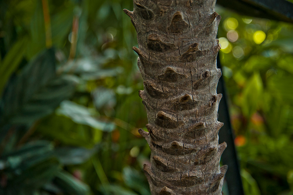 Allan Garden Conservatory 1